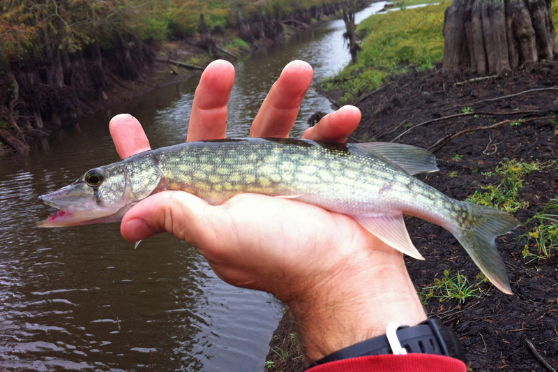 Pickerel, Chain matchman